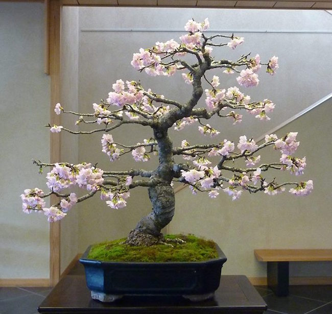 桜の盆栽 - 盆栽エンパイア