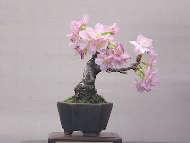 桜の盆栽 盆栽エンパイア