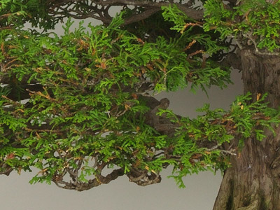 ヒノキ盆栽