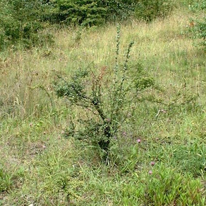 Hawthorn twin bonsai
