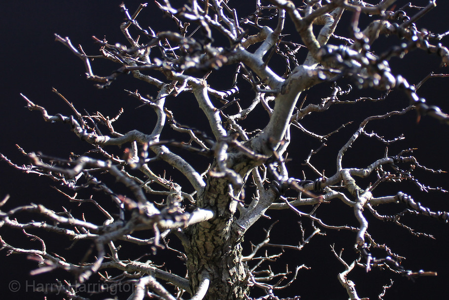 Hawthorn twin bonsai