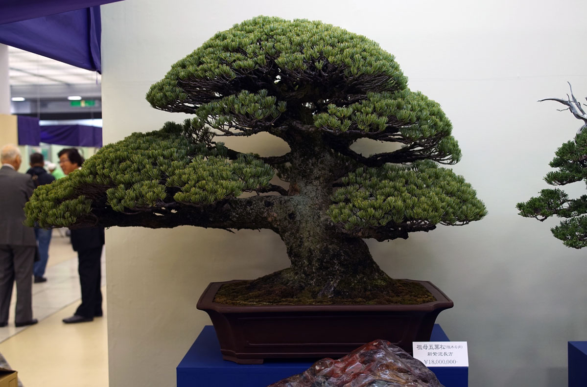 １８００万円の五葉松盆栽