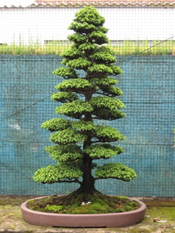 実生の杉盆栽