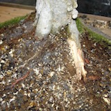 根の彫刻