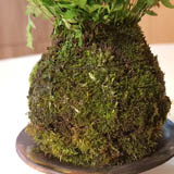 根のボールが準備できました