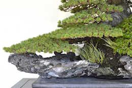 Pinus, Bjorn Bjorholm