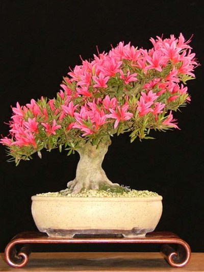 Flowering azalea bonsai