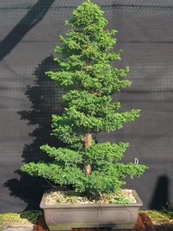 実生の杉盆栽